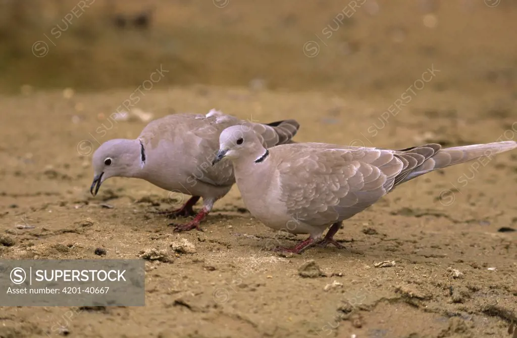 Eurasian Collared-Dove (Streptopelia decaocto) pair foraging for seeds, Europe