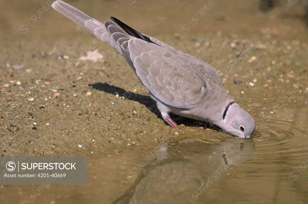 Eurasian Collared-Dove (Streptopelia decaocto) drinking, Europe