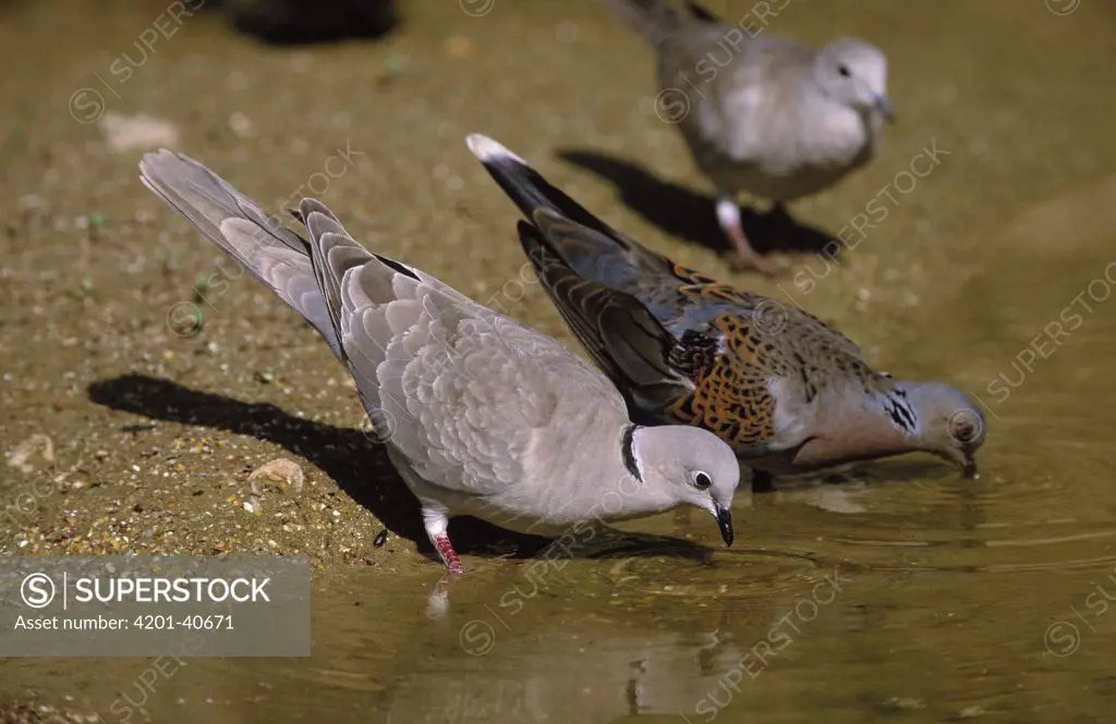 Eurasian Collared-Dove (Streptopelia decaocto) and Turtle Dove (Streptopelia turtur) drinking, Europe