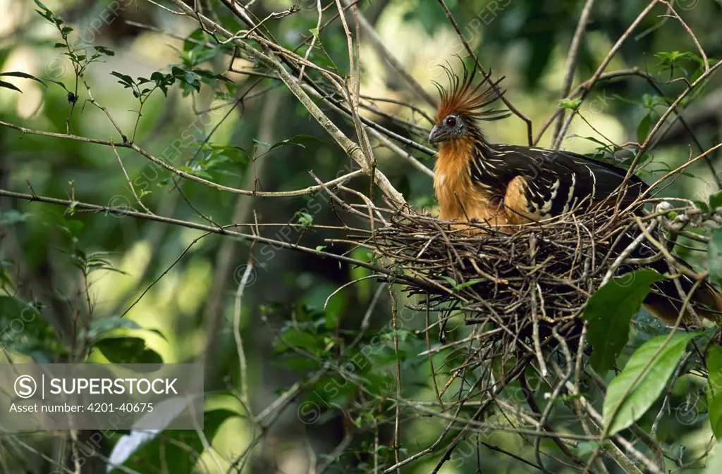 Hoatzin (Opisthocomus hoazin) female incubating eggs on nest, Guyana