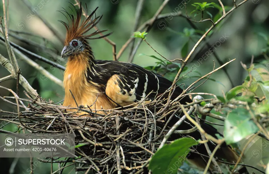 Hoatzin (Opisthocomus hoazin) female incubating eggs on nest, Guyana
