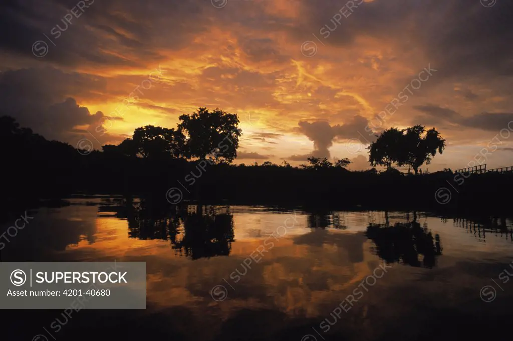 Hoatzin (Opisthocomus hoazin) wetland habitat at sunset, Guyana