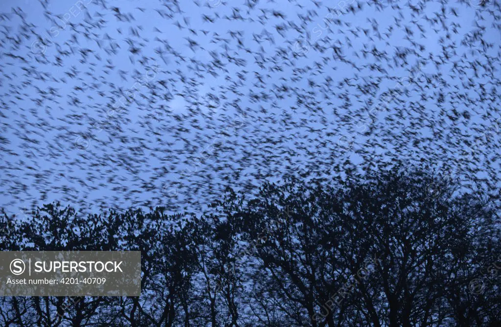 Common Starling (Sturnus vulgaris) flock flying at dusk, Europe