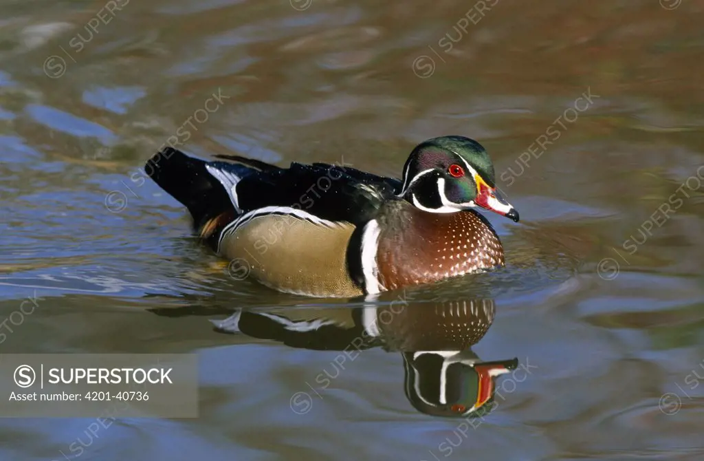 Wood Duck (Aix sponsa) male in breeding plumage, North America