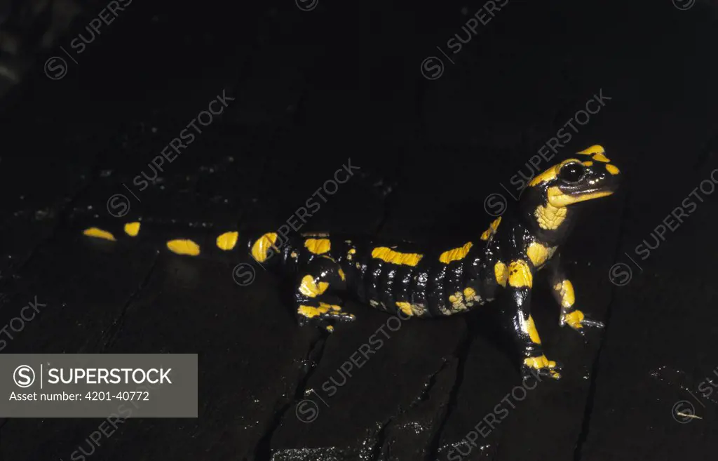 Fire Salamander (Salamandra salamandra) portrait, Europe