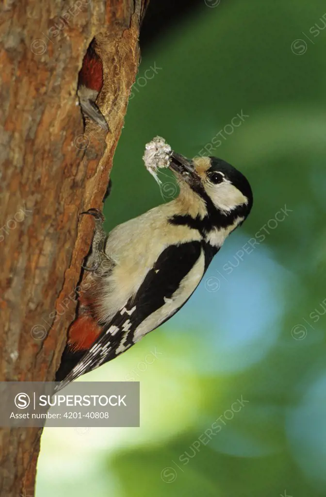 Great Spotted Woodpecker (Dendrocopos major) near nest entrance removing fecal sac, Europe