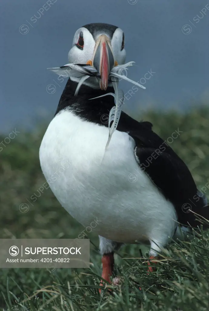 Atlantic Puffin (Fratercula arctica) with feathers in beak to be used as nesting material during breeding season, Europe