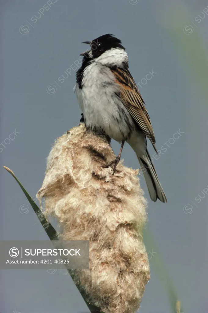 Reed Bunting (Emberiza schoeniclus) male singing on cattail, Europe