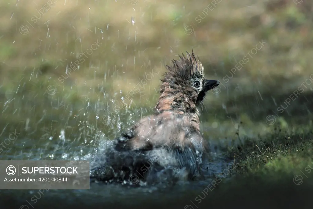 Eurasian Jay (Garrulus glandarius) bathing, Europe