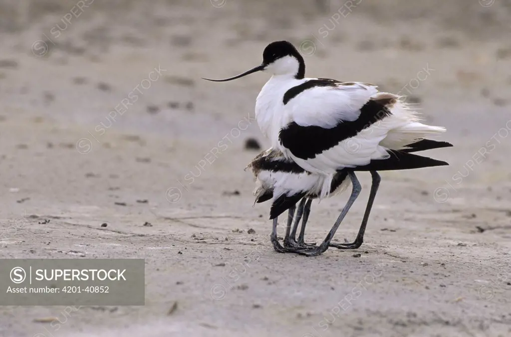 Pied Avocet (Recurvirostra avosetta) with two chicks hiding under its wings, Europe