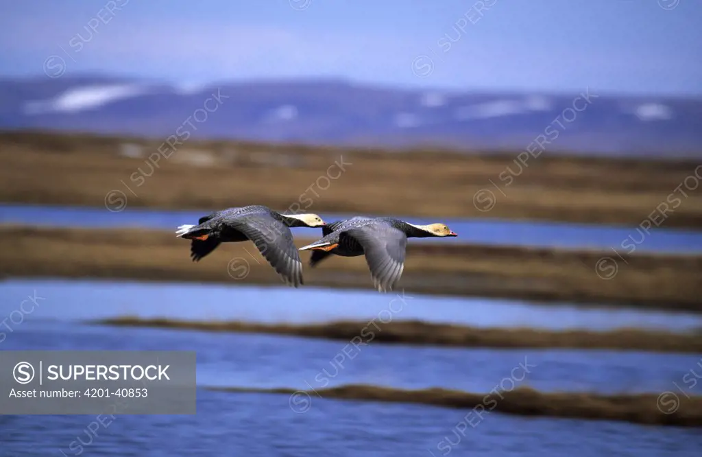 Emperor Goose (Anser canagicus) pair flying, Siberia