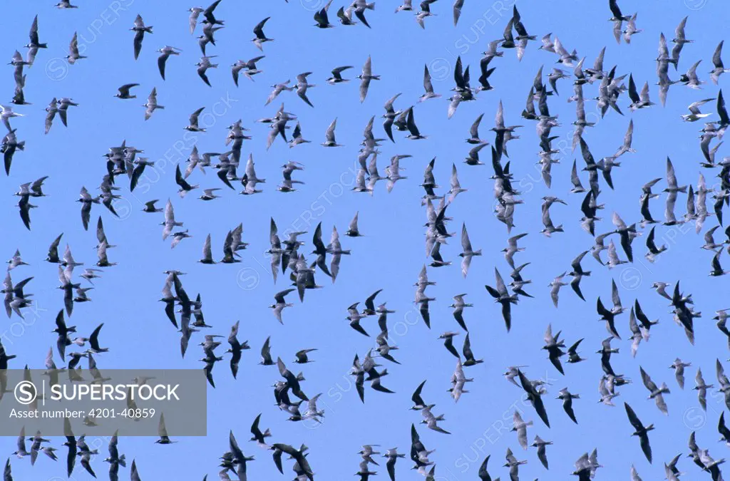 Black Tern (Chlidonias niger) flock flying, Europe