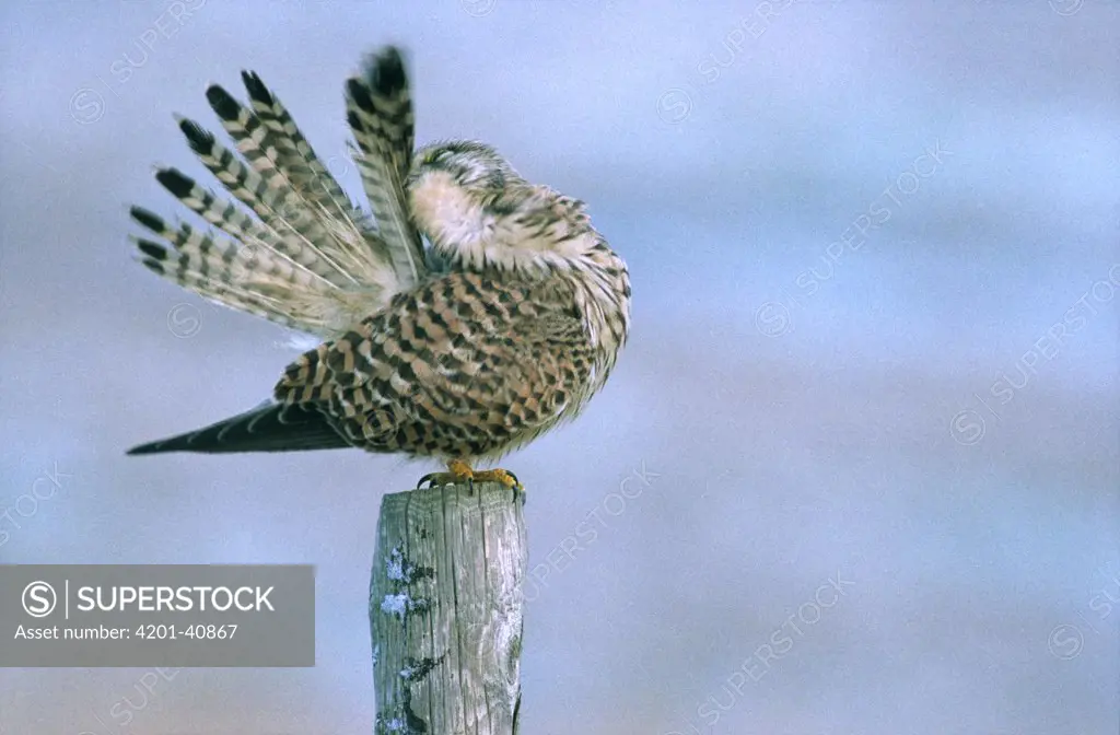 Eurasian Kestrel (Falco tinnunculus) grooming itself on fence post, Europe
