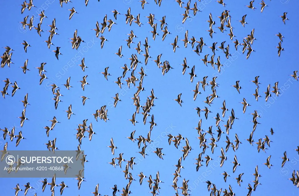 Black-tailed Godwit (Limosa limosa) flock flying, Europe
