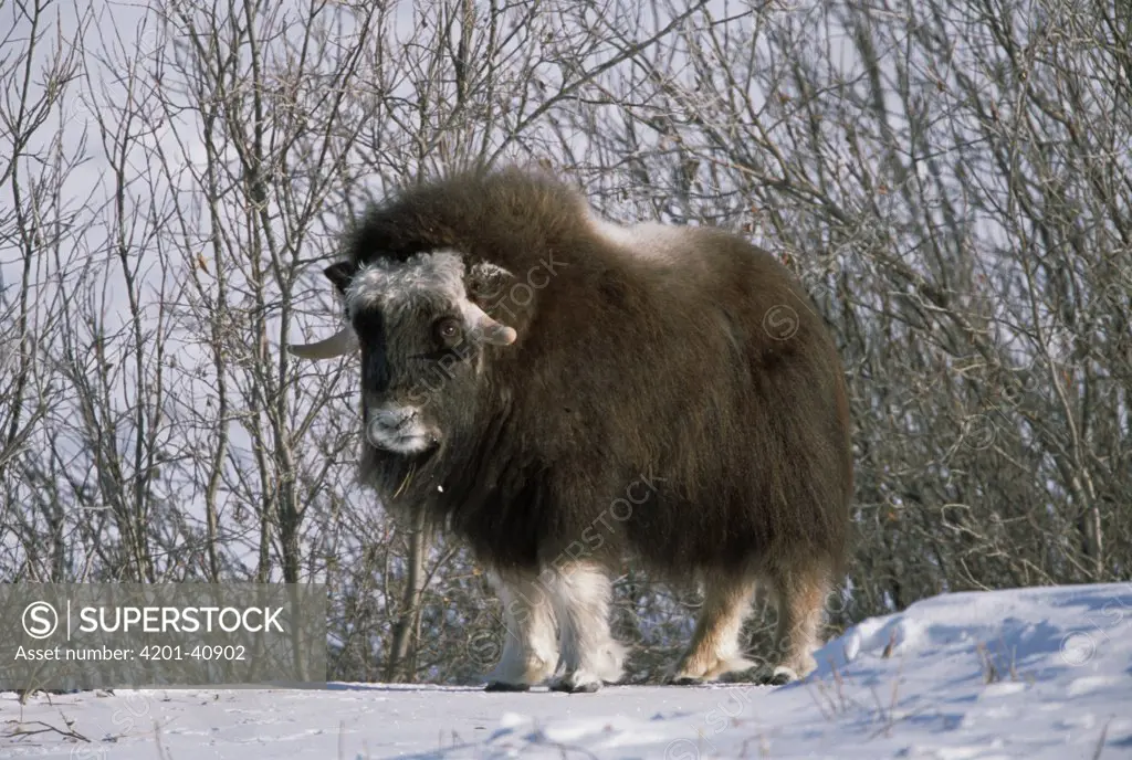 Muskox (Ovibos moschatus) in early spring and fresh snow, yearling calf in long winter coat, North Slope, Alaska