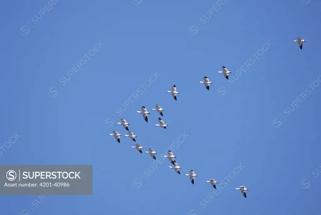 Snow Goose (Chen caerulescens) flock flying in formation over wintering grounds, winter, Mattamuskeet National Wildlife Refuge, North Carolina