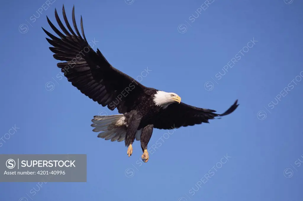 Bald Eagle (Haliaeetus leucocephalus) flying against clear blue sky, spring, south central Alaska