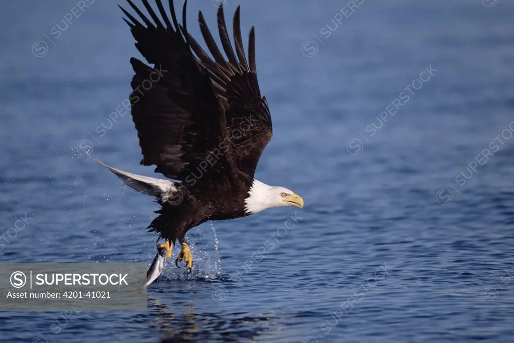 Bald Eagle (Haliaeetus leucocephalus) adult flying with fish it caught in sea in the spring, Kenai Peninsula, south central Alaska