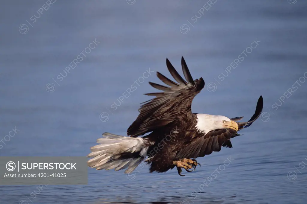 Bald Eagle (Haliaeetus leucocephalus) adult fishing in sea in the sprint, Kenai Peninsula, south central Alaska
