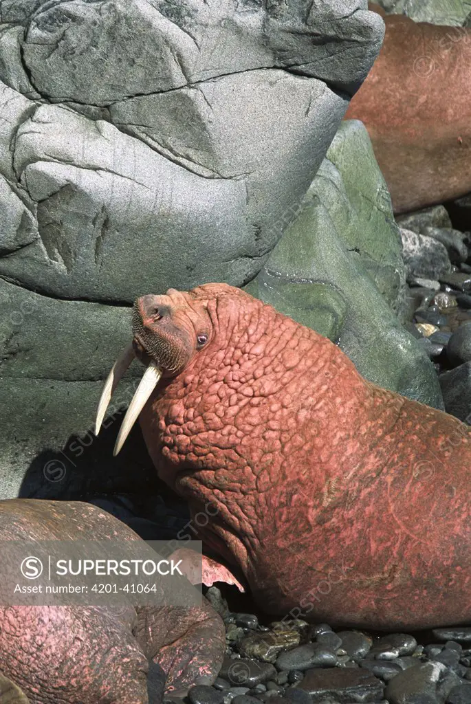 Pacific Walrus (Odobenus rosmarus divergens) bull portrait on coastal rocks in haul-out cove, summer, Round Island, Bering Sea, Bristol Bay, Alaska