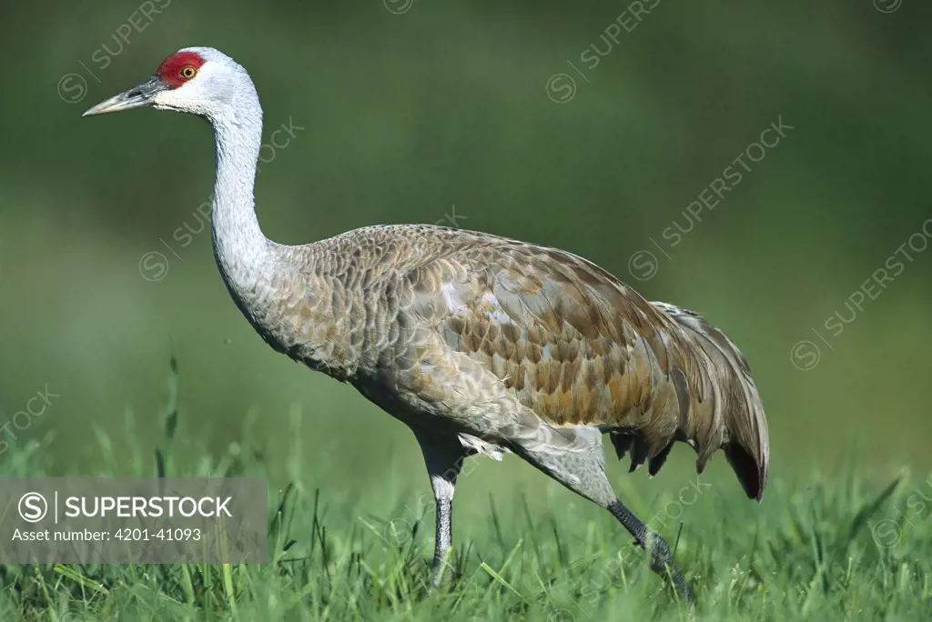 Sandhill Crane (Grus canadensis) adult walking in meadow where it feeds on amphibians, reptiles, and insects, summer, south central Alaska