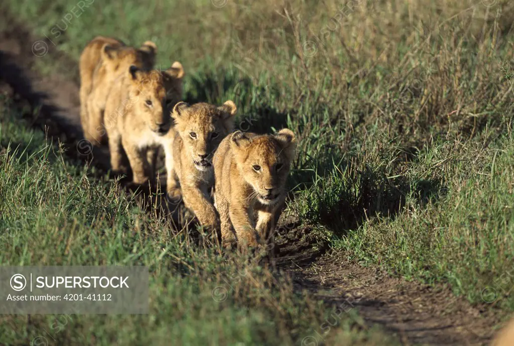 African Lion (Panthera leo) group of cubs walking together following African Lionesses of their pride, Masai Mara National Reserve, Kenya
