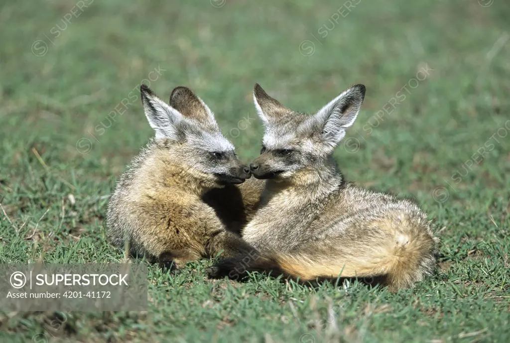 Bat-eared Fox (Otocyon megalotis) pair mated for life, large ears help fox to hear prey, Masai Mara National Reserve, Kenya