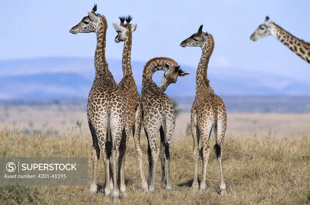 Masai Giraffe (Giraffa camelopardalis tippelskirchi) five juvenile females, Masai Mara Reserve, Kenya