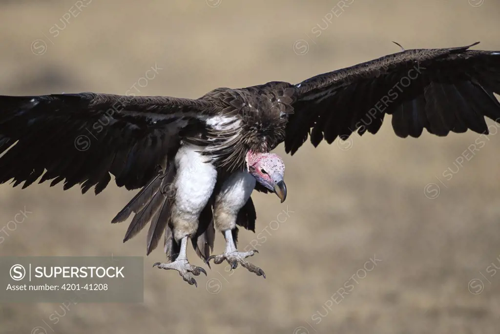Lappet-faced Vulture (Torgos tracheliotus) flying in to join others at carcass, Masai Mara National Reserve, Kenya