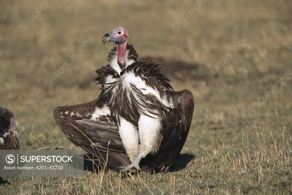 Lappet-faced Vulture (Torgos tracheliotus) one of the largest Vultures, strides toward carcass, Masai Mara National Reserve, Kenya
