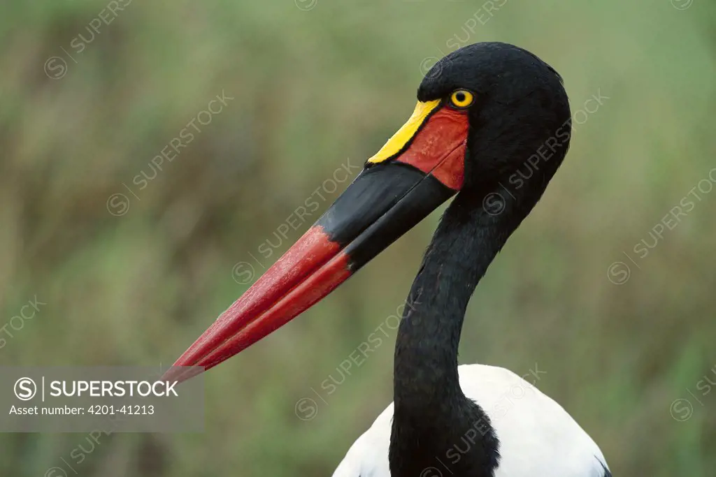 Saddle-billed Stork (Ephippiorhynchus senegalensis) female, Masai Mara National Reserve, Kenya