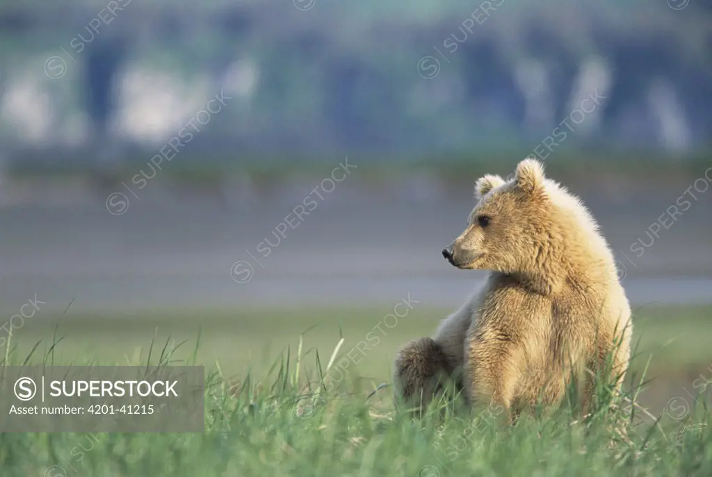 Grizzly Bear (Ursus arctos horribilis) 2 year old blonde female sitting and resting in grass, sea coast of Katmai National Park, Alaska