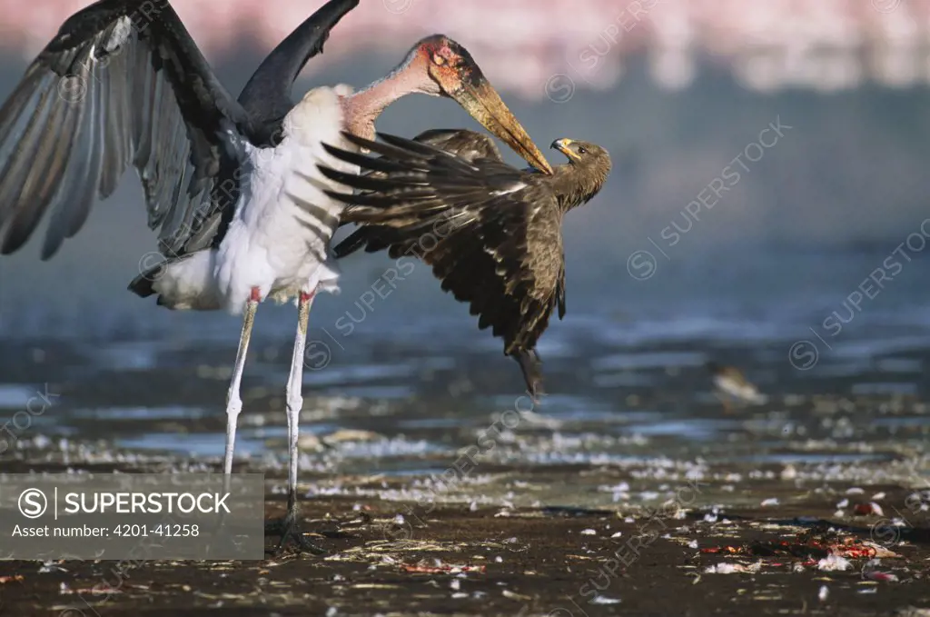Marabou Stork (Leptoptilos crumeniferus) tries to claim Lesser Flamingo (Phoenicopterus minor) carcass from Steppe Eagle (Aquila nipalensis), Lake Nakuru National Park, Kenya