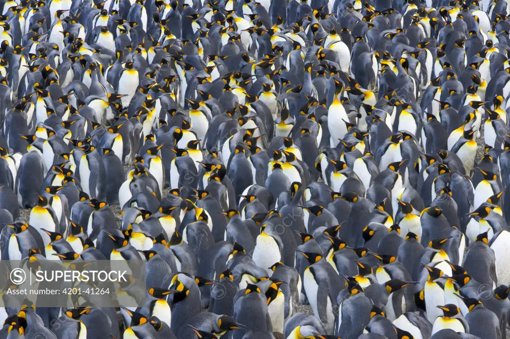 King Penguin (Aptenodytes patagonicus) rookery crowded with nesting birds incubating eggs or protecting their small chicks, near sea beach, early fall, Right Whale Bay, South Georgia Island, Southern Ocean, Antarctic Convergence