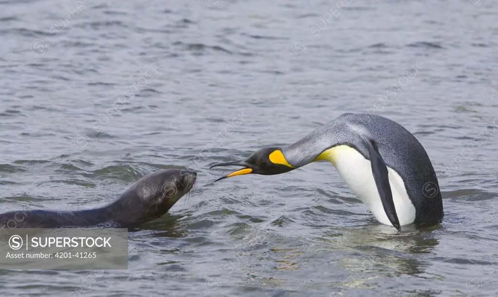 Antarctic Fur Seal (Arctocephalus gazella) pup confronting King Penguin (Aptenodytes patagonicus) adult as it emerges from surf on beach, early fall, Elsehul, South Georgia, Southern Ocean, Antarctic Convergence