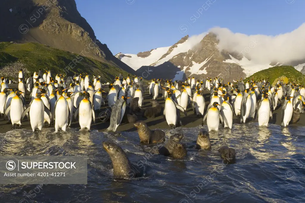 King Penguin (Aptenodytes patagonicus) and Antarctic Fur Seal (Arctocephalus gazella) pups and subadults in surf and on beach, fall morning, Right Whale Bay, South Georgia Island, Southern Ocean, Antarctic Convergence