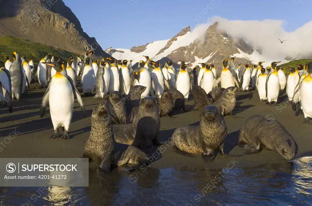 King Penguin (Aptenodytes patagonicus) and Antarctic Fur Seal (Arctocephalus gazella) pups and subadults in sea surf and on beach, fall morning, Right Whale Bay, South Georgia Island, Southern Ocean, Antarctic Convergence