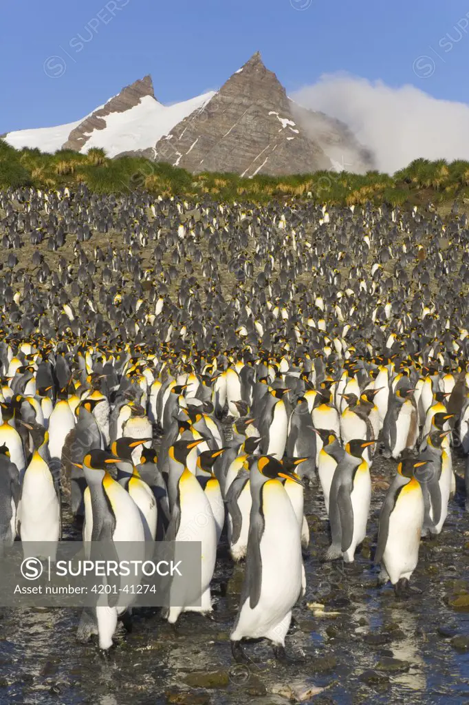 King Penguin (Aptenodytes patagonicus) big and crowded rookery with tens of thousands of birds, Right Whale Bay, South Georgia Island, Southern Ocean, Antarctic Convergance South Georgia Island