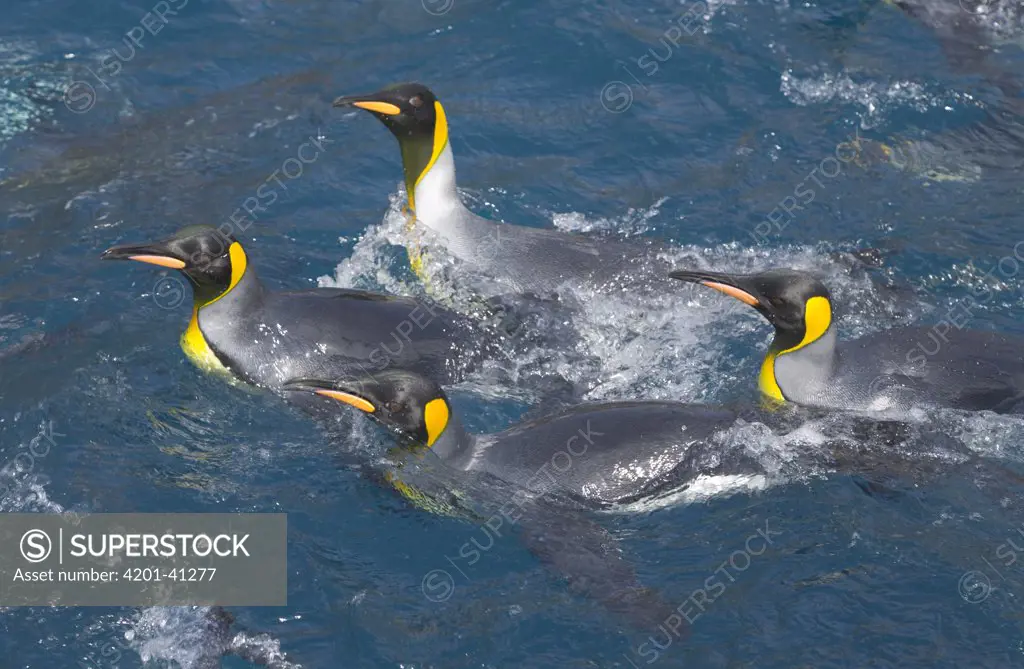 King Penguin (Aptenodytes patagonicus) group swimming and washing in sea to keep feathers clean and assure good insulation for their blubber encased bodies, fall morning, Right Whale Bay, South Georgia Island, Southern Ocean, Antarctic Convergence