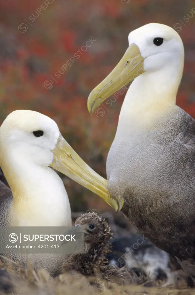 Waved Albatross (Phoebastria irrorata) pair guarding young chick, Punta Cevallos, Espanola Island, Galapagos Islands, Ecuador