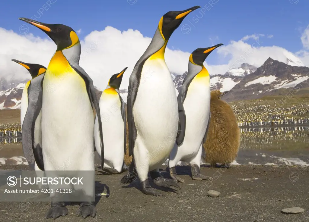 King Penguin (Aptenodytes patagonicus) group by a muddy pond near rookery against backdrop of snowy Allardyce Range, St Andrews Bay, South Georgia Island, Southern Ocean, Antarctic Convergence
