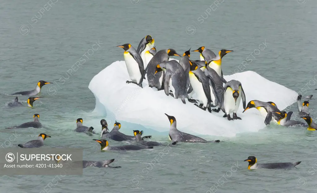 King Penguin (Aptenodytes patagonicus) group congregates on fast melting ice while other birds swim around and try to get on, fall, Gold Harbour, South Georgia Island, Southern Ocean, Antarctic Convergence