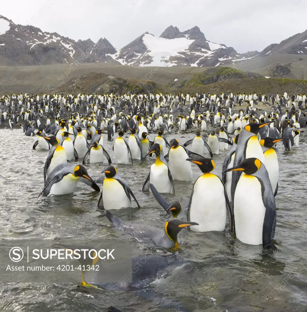 King Penguin (Aptenodytes patagonicus) standing in water, congregating on beach near cliffs and glacier which is melting due to global warming, fall, Gold Harbour, South Georgia Island, Southern Ocean, Antarctic Convergence