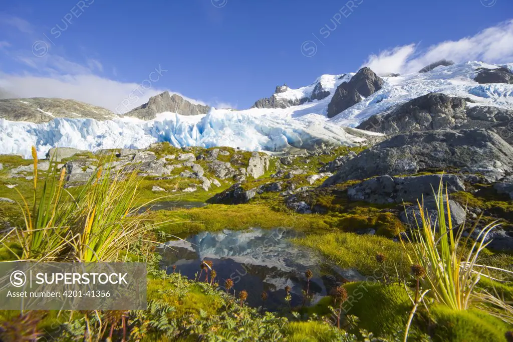 Blue glacier receding and small tarn or pond, on green and golden tundra slope, with grasses, lichen, moss, rocks and erratic boulders, fall morning, Salversen Range, Smaaland Cove, South Georgia Island, Southern Ocean, Antarctic Convergence