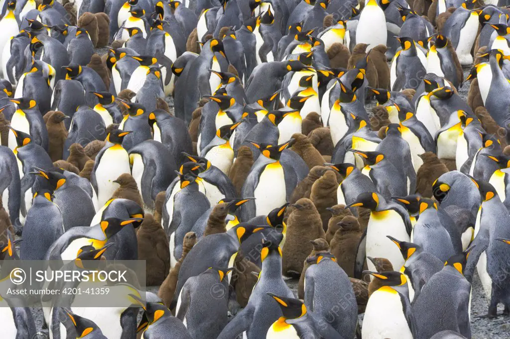 King Penguin (Aptenodytes patagonicus) chicks and adults in large busy rookery near sea, fall, Right Whale Bay, South Georgia Island, Southern Ocean, Antarctic Convergence