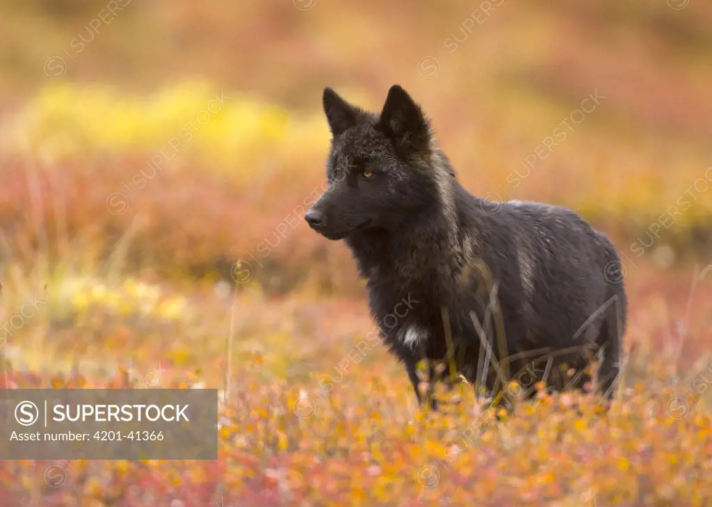 Gray Wolf (Canis lupus) juvenile, alert, in colorful autumn tundra in Denali National Park, Alaska