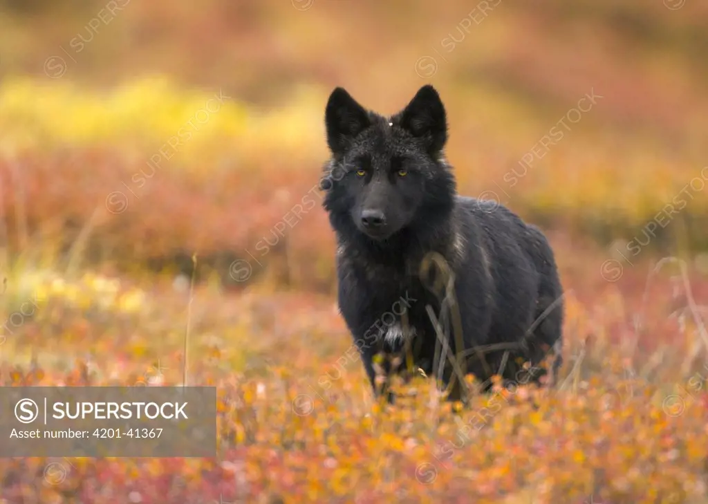Gray Wolf (Canis lupus) juvenile, on colorful autumn tundra, Denali National Park, Alaska