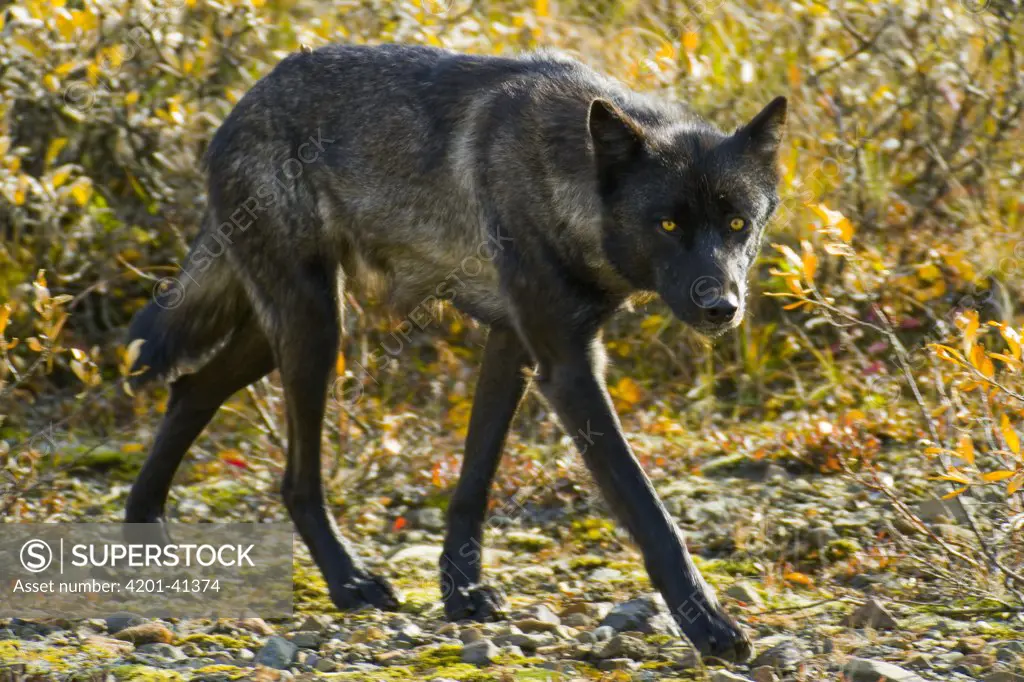 Gray Wolf (Canis lupus) adult male hunting on fall tundra, Denali National Park, Alaska