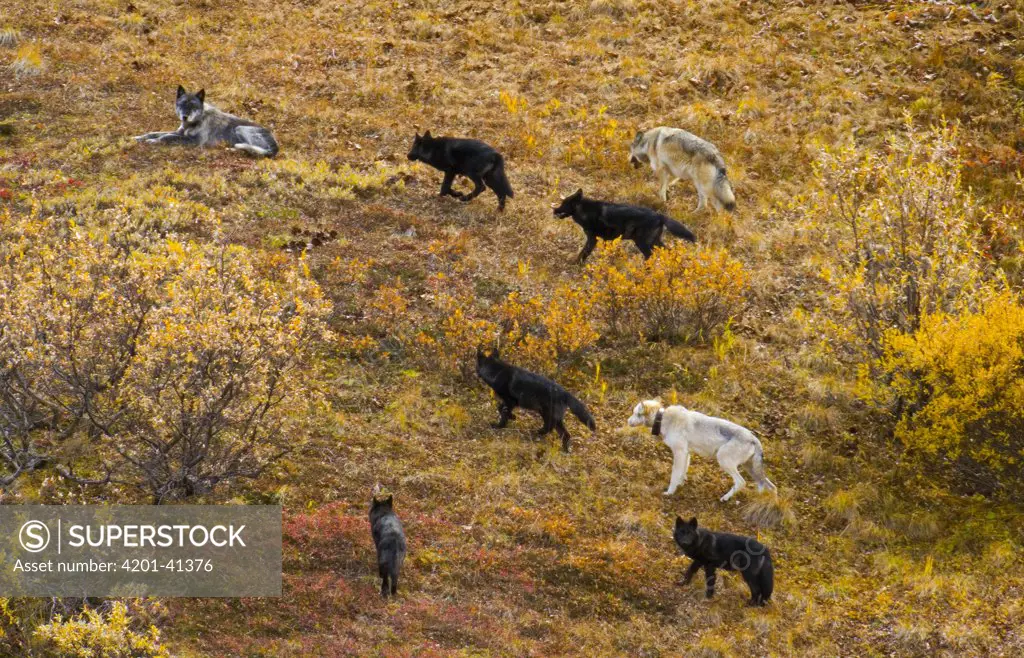 Gray Wolf (Canis lupus) a family group consisting of alpha parents, pups and young offspring, travel together, crossing colorful tundra hillside in fall, Denali National Park, Alaska
