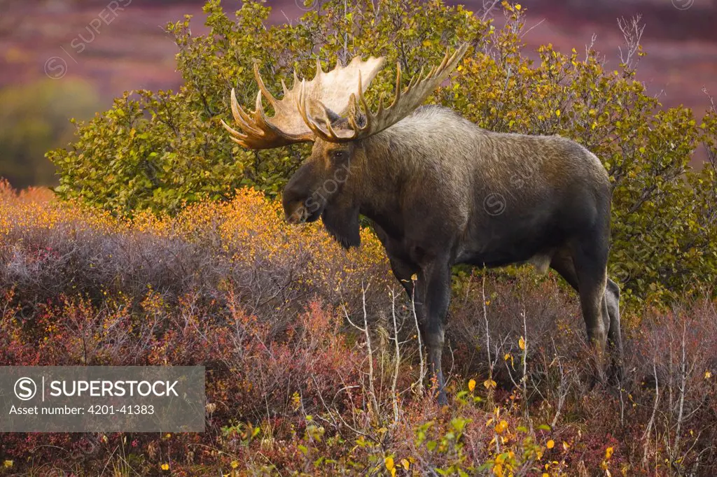 Moose (Alces americanus) bull, largest herbivore with antlers in North America, alert during rutting season, standing in shallow glacial kettle pond in colorful fall tundra, Denali National Park, Alaska